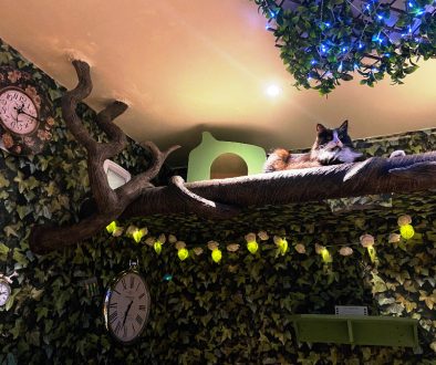 Lady Dinah's Cat Emporium London Lady Dinah's Cat Emporium London