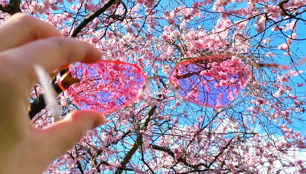 5 Beautiful Places to See Cherry Blossom in London