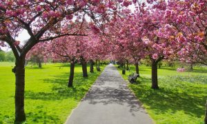 Cherry Blossom - Greenwich Park