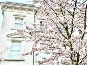Cherry Blossom Notting Hill - Stanley Gardens