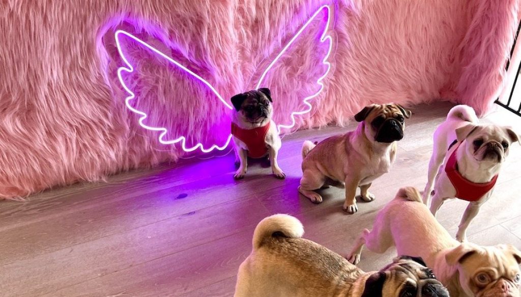 Pug-Themed Café Opened in London – CuppaPug