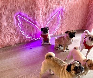 Pug-Themed Café Opened in London – CuppaPug