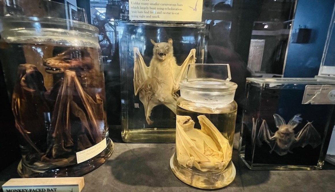 Must Visit Museums this Halloween (Part 4) – Grant Museum of Zoology