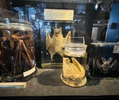 Must Visit Museums this Halloween (Part 4) – Grant Museum of Zoology