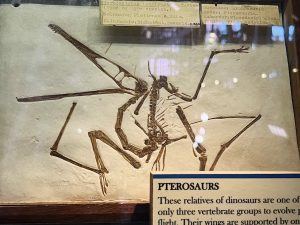 Pterosaurs Fossil at Grant Museum of Zoology