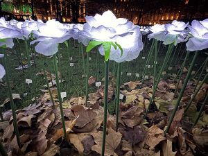 Illuminating Roses and Messages at Ever After Garden 2024