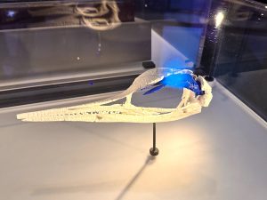 A Model of an Ichthyosaur's Brain - Jurassic Oceans- Monsters of the Deep Exhibition