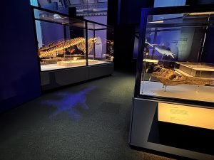 Dinosaur Skeletons at the Jurassic Oceans- Monsters of the Deep Exhibition at the Natural History Museum London