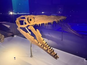 Ichthyosaur Skull at the Jurassic Oceans- Monsters of the Deep Exhibition London
