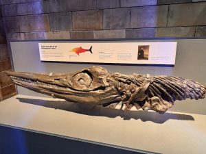 Ichthyosaur Skull at the Jurassic Oceans- Monsters of the Deep Exhibition at the Natural History Museum London