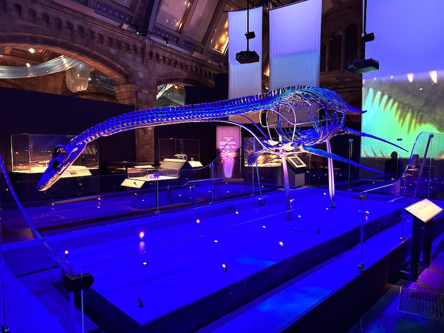 Jurassic Oceans- Monsters of the Deep – New Exhibition at the Natural History Museum Jurassic Oceans- Monsters of the Deep – New Exhibition at the Natural History Museum