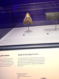 Megalodon Tooth - Jurassic Oceans- Monsters of the Deep Exhibition at the Natural History Museum London
