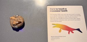 Mosasaur Tooth - Jurassic Oceans- Monsters of the Deep Exhibition at the Natural History Museum London