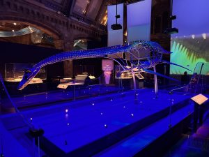 Plesiosaur Skeleton Found by a School Boy in Japan - Jurassic Oceans- Monsters of the Deep Exhibition London
