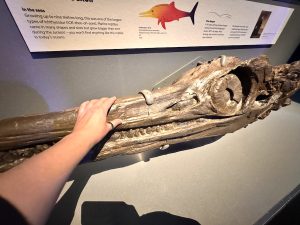 Touchable Ichthyosur Skull at Jurassic Oceans- Monsters of the Deep Exhibition at the Natural History Museum London