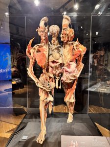 BODY WORLDS- The Anatomy of Happiness Exhibition in London