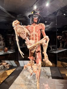 Firefighter - BODY WORLDS- The Anatomy of Happiness Exhibition London