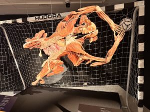 Football Player at the BODY WORLDS- The Anatomy of Happiness