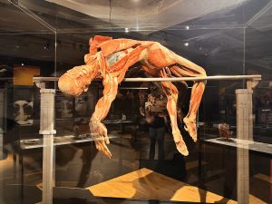 Gymnast – BODY WORLDS- The Anatomy of Happiness