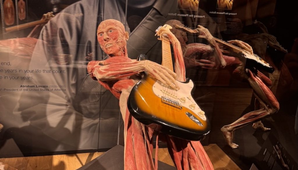 How Happiness Impacts Our Bodies – BODY WORLDS - The Anatomy of Happiness How Happiness Impacts Our Bodies – BODY WORLDS - The Anatomy of Happiness
