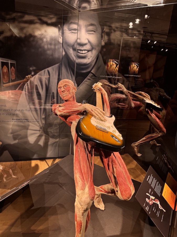 How Happiness Impacts Our Bodies – BODY WORLDS - The Anatomy of Happiness How Happiness Impacts Our Bodies – BODY WORLDS - The Anatomy of Happiness