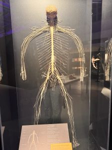 Human Nerve System at the BODY WORLDS- The Anatomy of Happiness Exhibition London