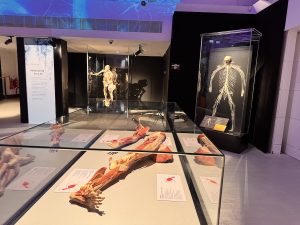 Plastinated Body Parts at the BODY WORLDS- The Anatomy of Happiness Exhibition London
