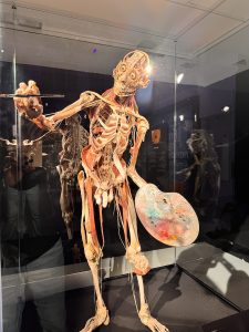 Plastinated Human Body with Painting Kit - BODY WORLDS- The Anatomy of Happiness Exhibition London