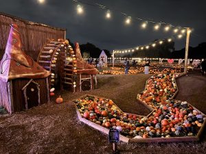 Pumkins in All Sizes and Shapes - Hobbledon Heath Pumpkin Patch