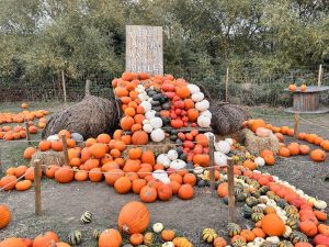 Pumpkin Installation at Hobbledon Heath Pumpkin Patch 2026