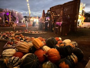 Pumpkins at Hobbledon Heath Pumpkin Patch 2026