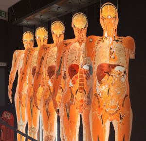Slices of the Human Body - BODY WORLD - The Anatomy of Happiness Exhibition London